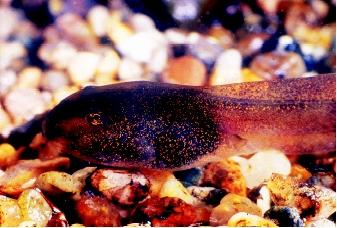 Scientists believe that certain compounds found in agricultural fertilizers, pesticides, and herbicides are contributing to the decline of many amphibian populations in the United States and other countries with large-scale, chemically enhanced agriculture. Yet synthetic chemicals are only one among several human and environmental factors linked to amphibian impacts. Shown here is a Cascades frog tadpole.
