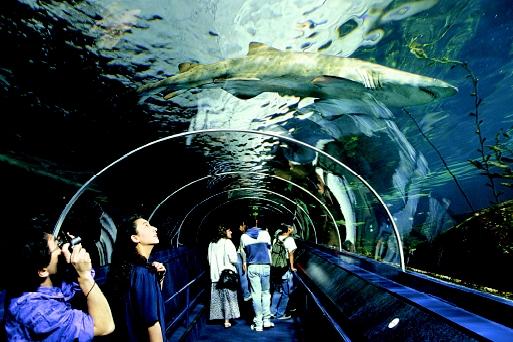 In New South Wales, Australia, visitors to Sydney Aquarium's open ocean display watch a shark swim overhead. Modern aquariums engage visitors through creative and interactive display designs not possible in early aquariums.