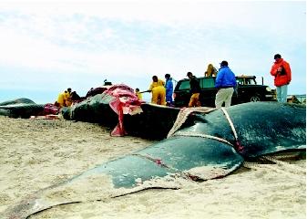Marine scientists specializing in biological and chemical subfields may investigate impacts of environmental change, including pollution, on ocean life. Here, scientists are dissecting a 40-ton, 18-meter-long (60-foot) blue whale to determine why it died off Rhode Island's Narragansett Bay.