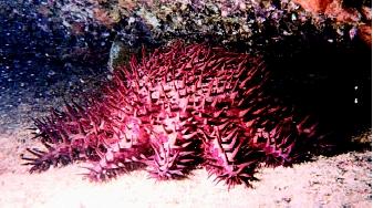 The crown-of-thorns starfish (or acanthaster) eats coral polyps. If present in sufficient numbers, this voracious starfish can decimate coral populations.