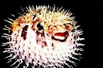 When threatened, the tropical porcupine fish pumps up its body with air or water, taking the form of a prickly sphere. Once inflated, the fish's large size and hundreds of sharp spines turn away most predators.