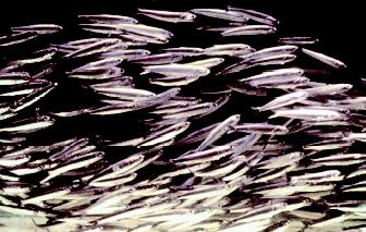 Schooling behavior, as seen in this school of anchovy, often is considered to offer protection from predators. Some schools of fish can be quite large, containing many thousands of individuals.