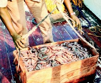 Most shrimp production is from marine waters, although there is a modest amount of fresh-water production. Each year, nearly 4 million metric tons of shrimp are harvested worldwide.