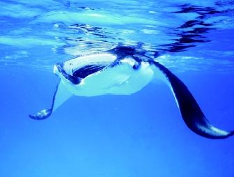 The manta ray's wingspan can reach up to about 7 meters (almost 23 feet). These large rays are pelagic in tropical seas and feed on zooplankton. Although they are wide-ranging, they usually are associated with landmasses.