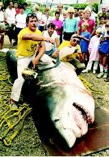 Sharks are threatened by humans due to overfishing, and the growing international demand for shark products has led to the need for widespread conservation efforts. Here a fisher in New York's Montauk Marine Basin poses with a record-breaking great white shark (3,500 pounds, 17 feet), which he landed in the Atlantic Ocean.