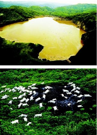 In 1986, a catastrophic release of carbon dioxide gas from Cameroon's Lake Nyos (top) asphyxiated thousands of people and animals, including livestock (bottom). The rare natural disaster stemmed from basic geological, physical, and chemical processes associated with some lakes.