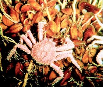 Crabs, mussels, and tubeworms are multicellular organisms found in hydrothermal vent environments on the seafloor. These organisms and a host of microbes are specially adapted for this unusual ecosystem, which is based on chemosynthesis rather than photosynthesis.