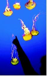 Sea nettles and jellyfish are pelagic and planktonic, meaning that they live in the water column and primarily float or drift as opposed to swimming.