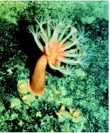 The sea anemone anchors to the bottom substrates: in this case, the volcanic rocks of Hawaii. Anemones are classified as a benthic epifauna: that is, living on the surface of the ocean bottom rather than being burrowed.