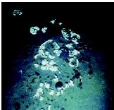 A bacteria colony on the ocean floor illustrates the ubiquitous nature of microorganisms. Marine bacteria play a major role in the ocean's nutrient cycles.
